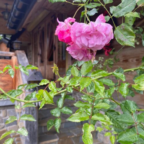 Domek Sweet Home Sweet